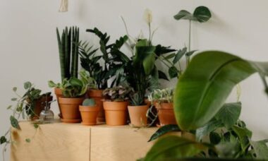 As melhores plantas de interior para casas com pouca luz