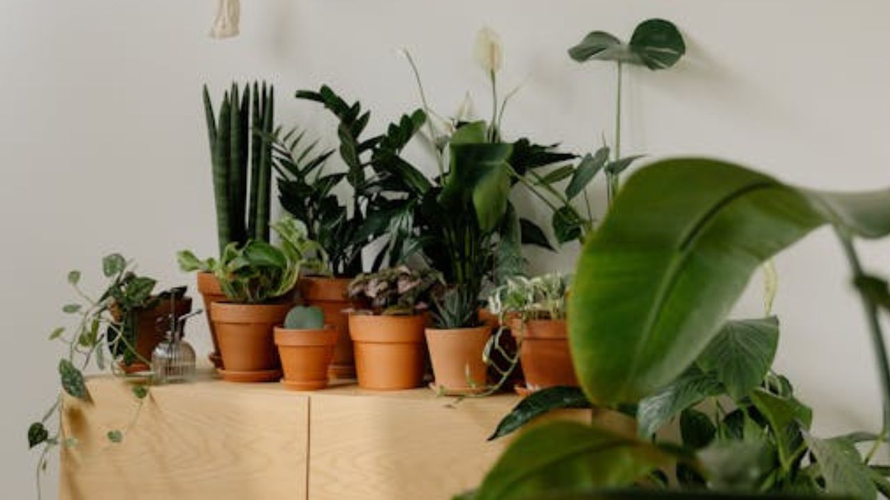 As melhores plantas de interior para casas com pouca luz
