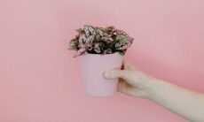 A planta de interior que você precisa ter se sua casa precisa de uma cor brilhante