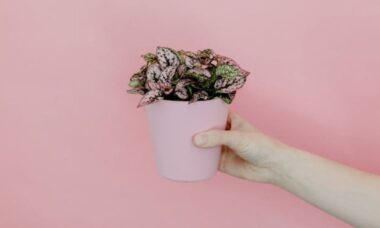 A planta de interior que você precisa ter se sua casa precisa de uma cor brilhante