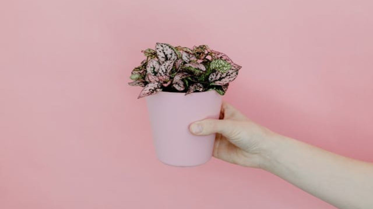 A planta de interior que você precisa ter se sua casa precisa de uma cor brilhante