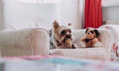 O quarto para cães é o novo luxo indispensável? Descubra a tendência que está transformando o design de interiores
