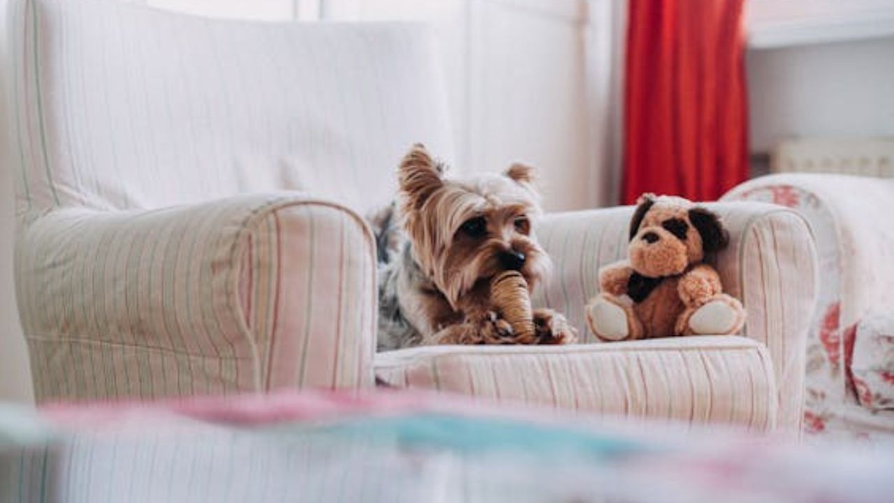 O quarto para cães é o novo luxo indispensável? Descubra a tendência que está transformando o design de interiores