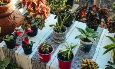 9 plantas nostálgicas que seus avós adoravam cultivar e cuidar – e por que você também deveria cultivá-las