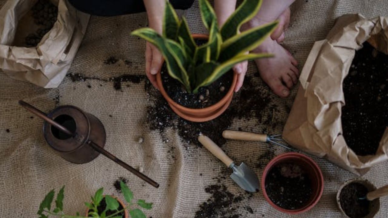 Quanto tempo esperar para replantar depois que uma planta morre