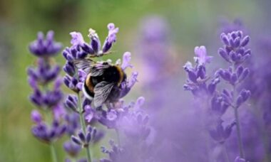 7 plantas perenes para plantar em setembro e ter flores na primavera
