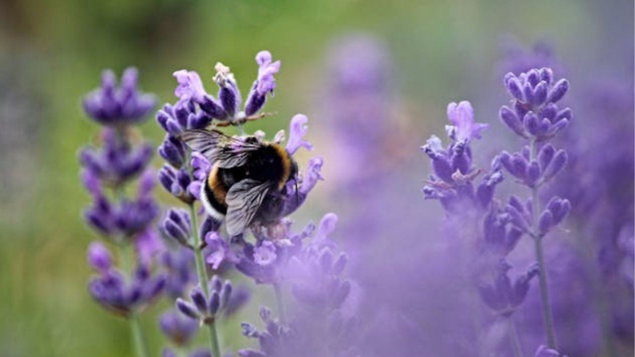 7 plantas perenes para plantar em setembro e ter flores na primavera