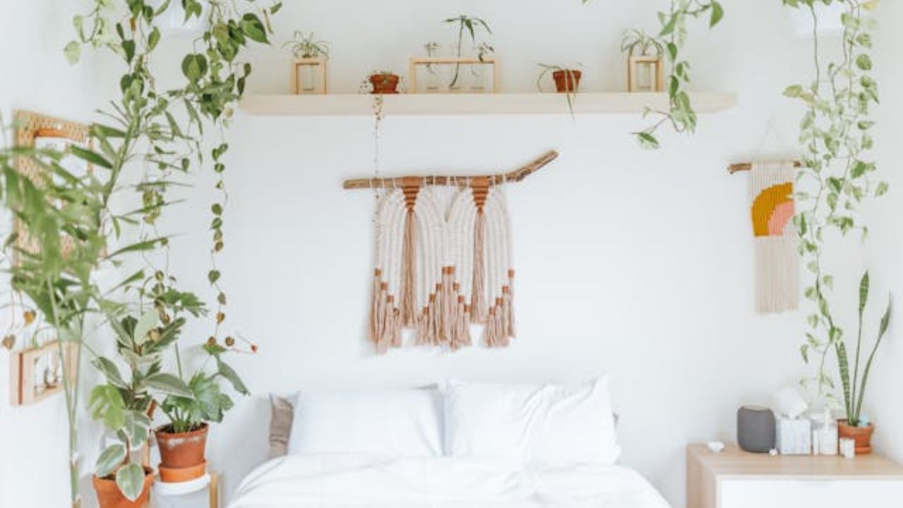 3 plantas que transformam quartos em ambientes mais relaxantes