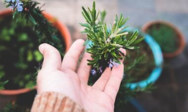 Hora da tesoura! 5 plantas que você precisa podar antes que outubro acabe