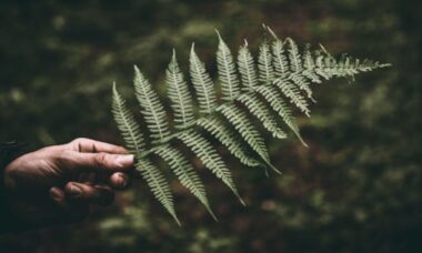 Sou paisagista — e estas são as plantas que prevejo que vão se destacar em 2026