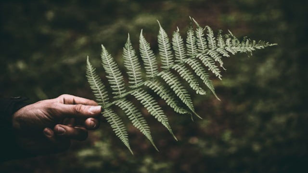 Sou paisagista — e estas são as plantas que prevejo que vão se destacar em 2026