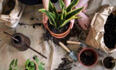 A tarefa de inverno que jardineiros sempre esquecem — e que pode salvar seu jardim na primavera. Foto: Pexels