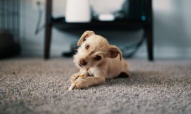 7 truques estranhos — mas muito úteis — para remover odores de carpetes