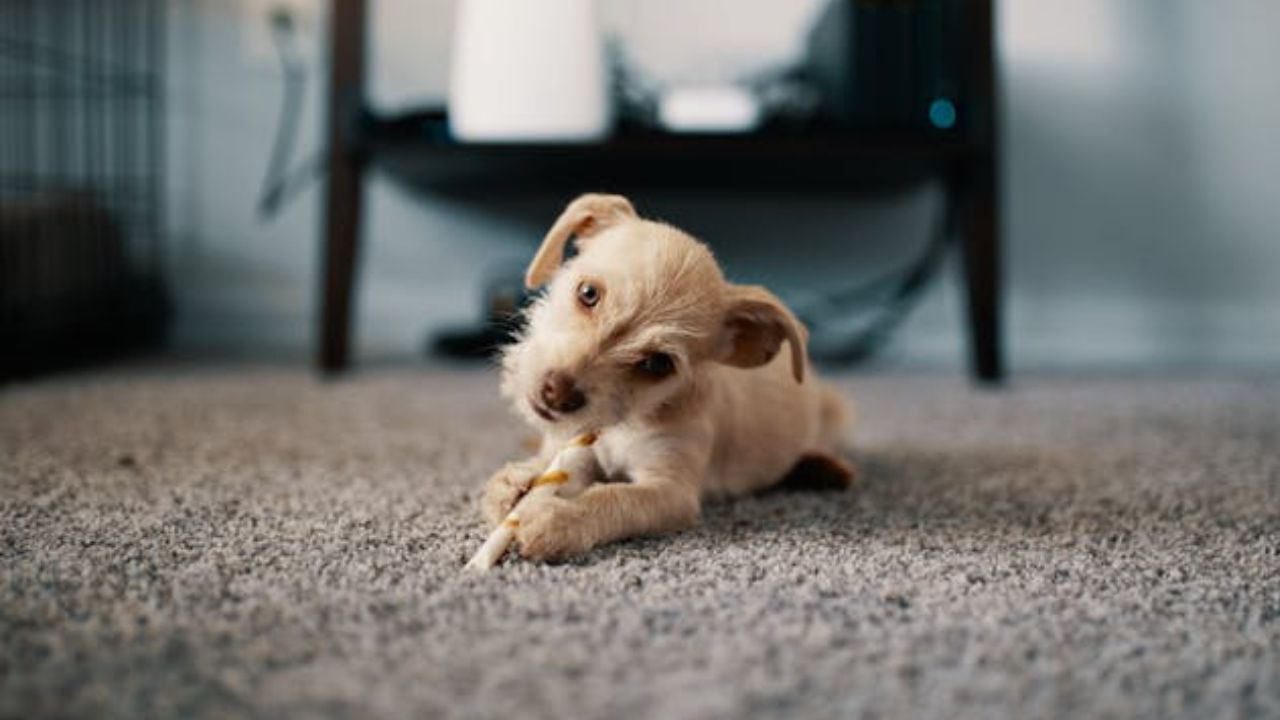 7 truques muito úteis — para remover odores de carpetes