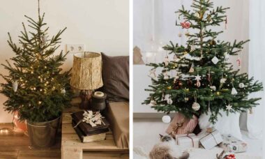 A melhor decoração minimalista para o Natal vem diretamente do jardim. Foto: Pexels