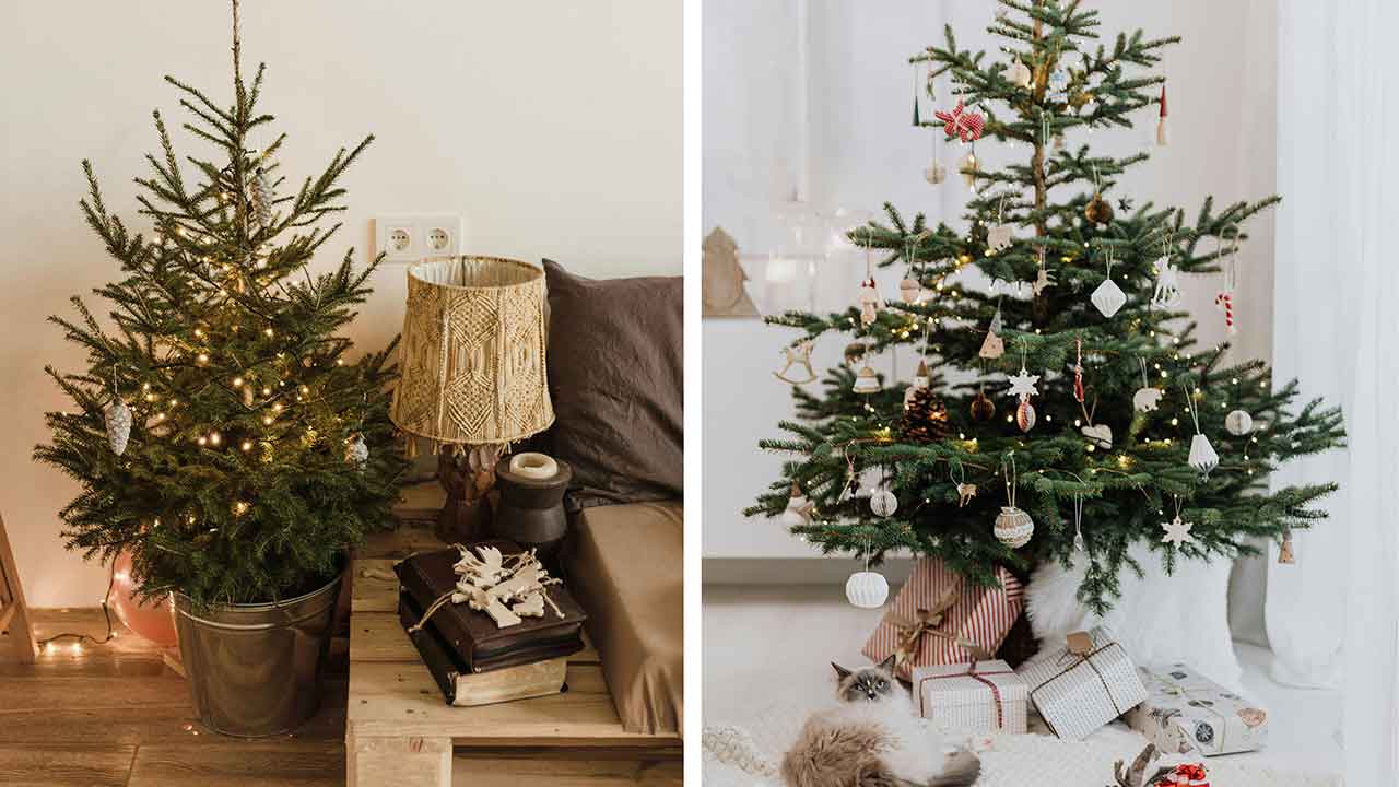 A melhor decoração minimalista para o Natal vem diretamente do jardim. Foto: Pexels