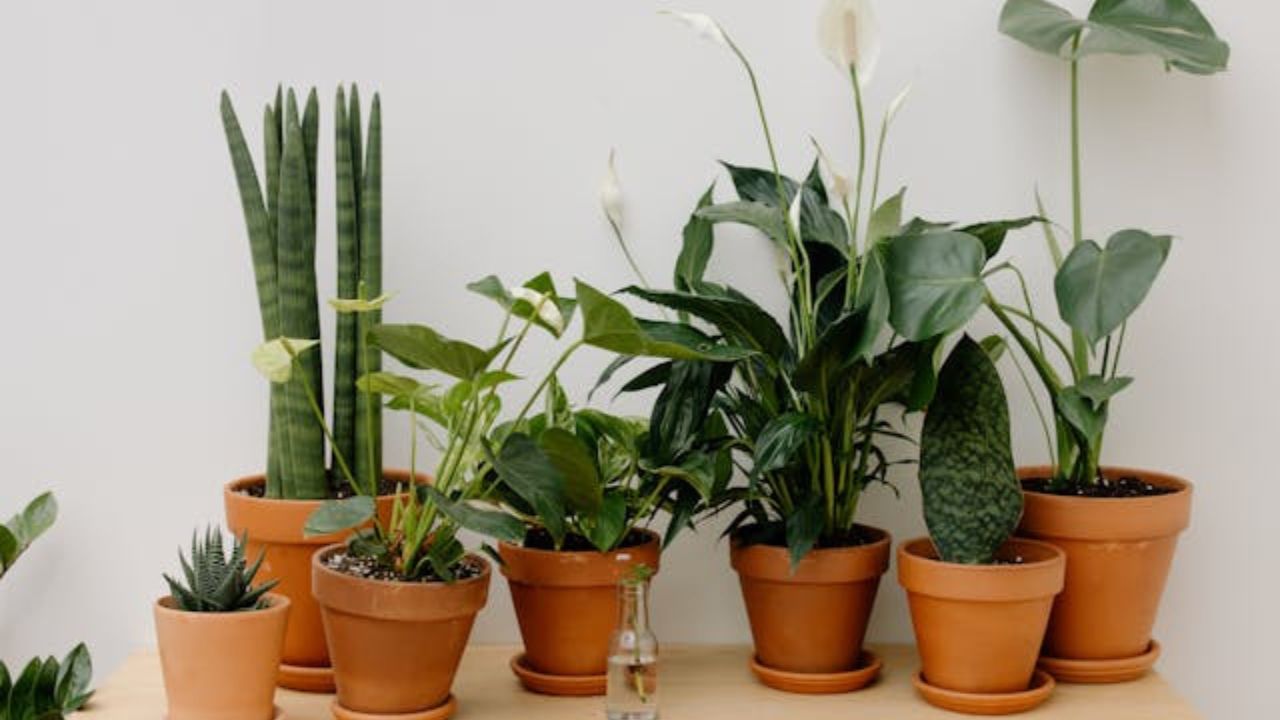 19 plantas de interior resistentes que não se importam com correntes de ar frio no inverno19 plantas de interior resistentes que não se importam com correntes de ar frio no inverno