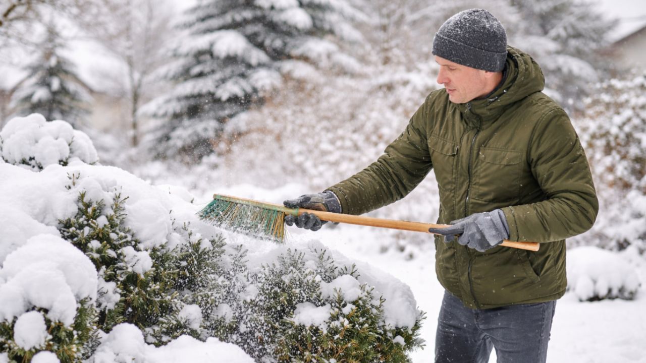 A neve pesada danificou suas plantas? Um jardineiro profissional explica como ajudá-las a se recuperar