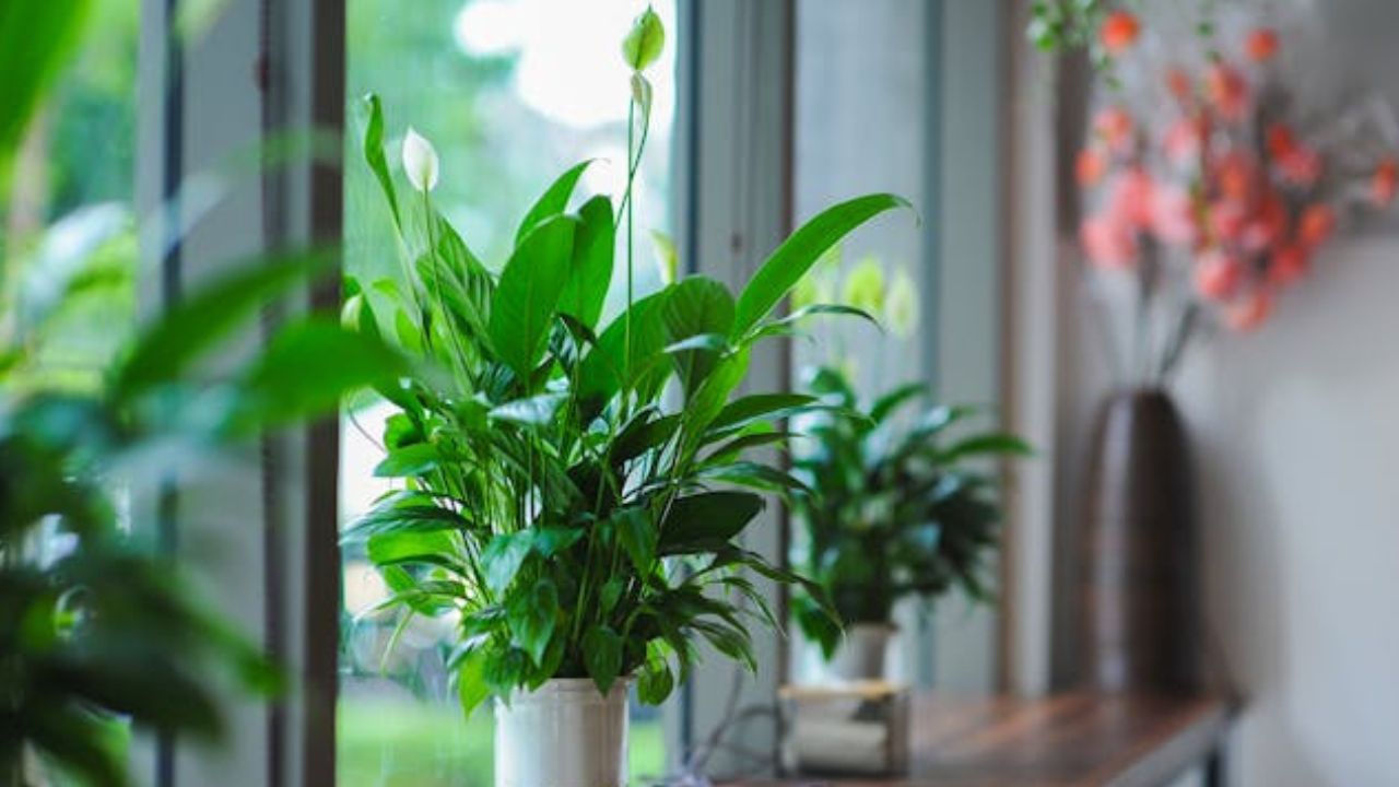 Especialistas em Feng Shui revelam onde colocar um Lírio da Paz em 2026